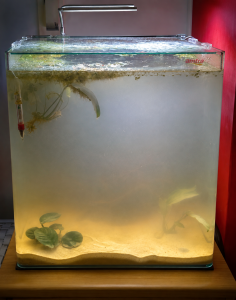 Nebbia batterica in acquario durante la prima settimana di ciclo dell'azoto