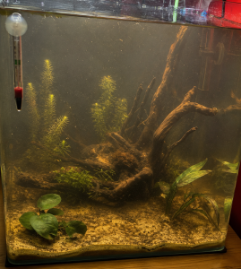 Alghe diatomee e nebbia batterica sul fondo dell'acquario al giorno 15