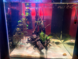 Fondo dell'acquario pulito dopo il cambio d'acqua al giorno 21, piante bruciate rimosse