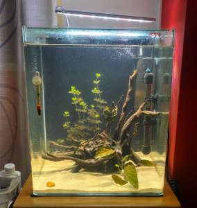 Acquario in ripresa al giorno 28, acqua limpida e piante con nuovi ricacci