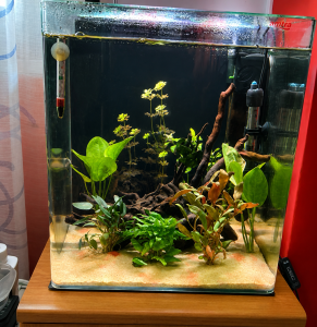 Reinserimento di nuove piante nell'acquario dopo la stabilizzazione dei valori