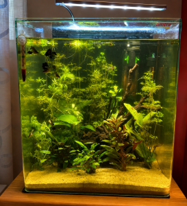 Pesci inseriti in acquario maturo: Corydoras e guppy tra piante rigogliose