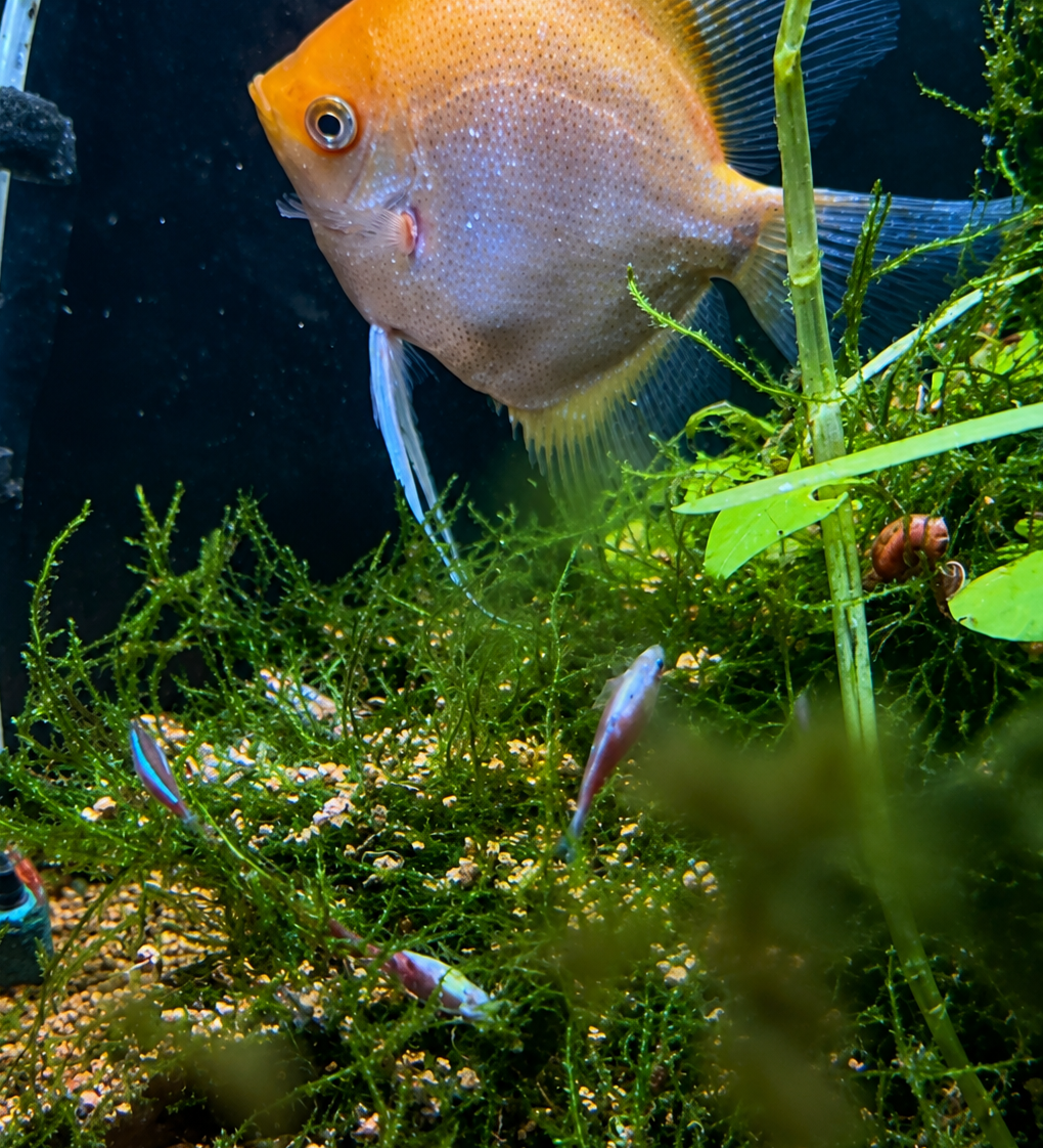 "Scalari e cardinali nel mio acquario dopo il problema con la mangiatoia automatica".